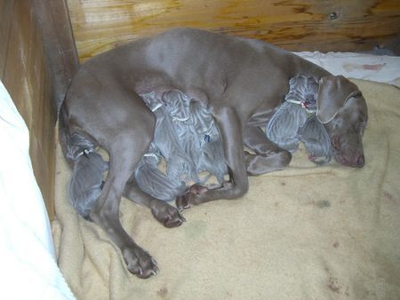 Weimaraner Der erste Tag