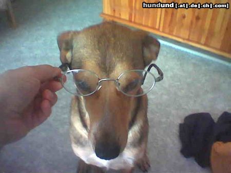 Weimaraner Hunde Foto 14453 Weimaraner Unsere Süße mit ner Brille auf der Nase! *g*