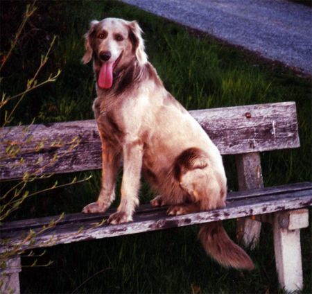 Weimaraner BUSCA v Kreuzsee  (Langhaar)