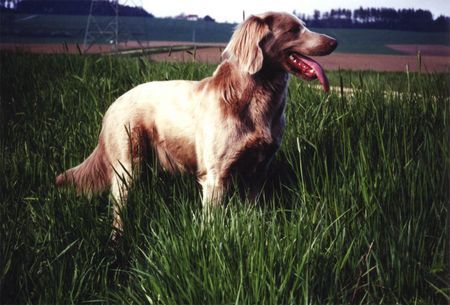 Weimaraner BUSCA v Kreuzsee  (Langhaar)