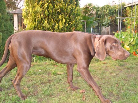 Weimaraner Hunde Foto 43006 in höherer Auflösung ansehen Weimaraner gina 1jahr