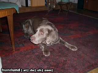 Weimaraner Hunde Foto 10660 Weimaraner Don
