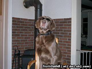 Weimaraner Hunde Foto 10650 Weimaraner Don