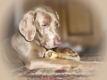 Weimaraner Unsere Cita, 11 Jahre