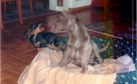 Weimaraner Ottos Sohn Kurti und sein Freund Henry