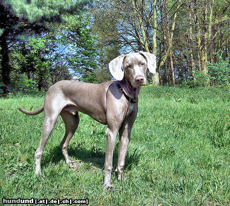 Weimaraner Hunde Foto 44274 in höherer Auflösung ansehen Weimaraner Mailo mit 8 Monaten!