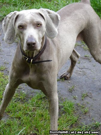 Weimaraner Hunde Foto 21443 in höherer Auflösung ansehen Weimaraner meine hündin ella