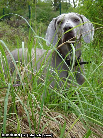Weimaraner Hunde Foto 21442 in höherer Auflösung ansehen Weimaraner meine hündin ella etwas skeptisch