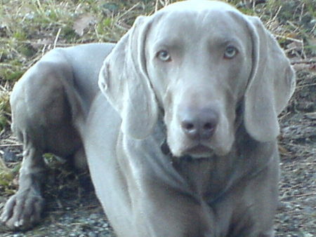 Weimaraner Apollo 15. Monate - ein wunderbarer Gefährte