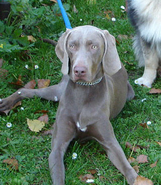 Weimaraner Emma 