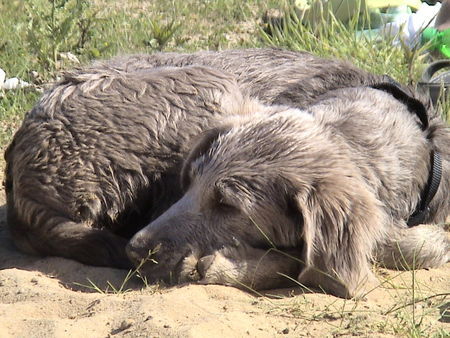 Weimaraner Perle das nasse Bündel