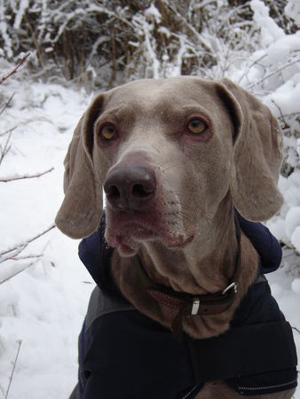 Weimaraner meine Weimaraner-Hündin