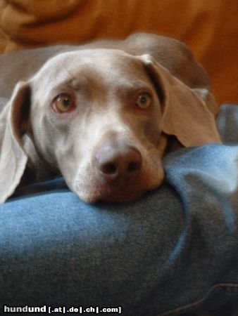 Weimaraner Hunde Foto 6755 Weimaraner meine hündin ella