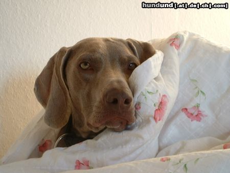 Weimaraner Hunde Foto 6756 Weimaraner meine hündin ella