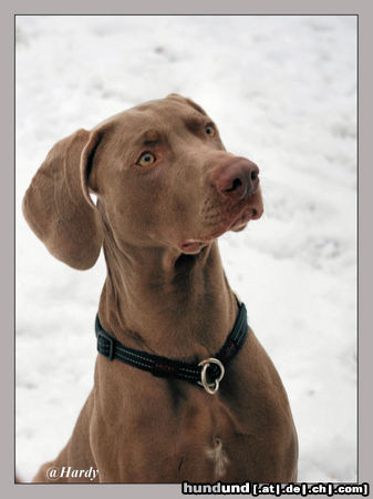 Weimaraner Weimaraner Rüde Mailo mit 1 Jahr und 3 Monate!