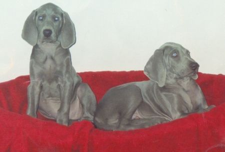 Weimaraner Hunde Foto 29435 Weimaraner Unsere Welpen