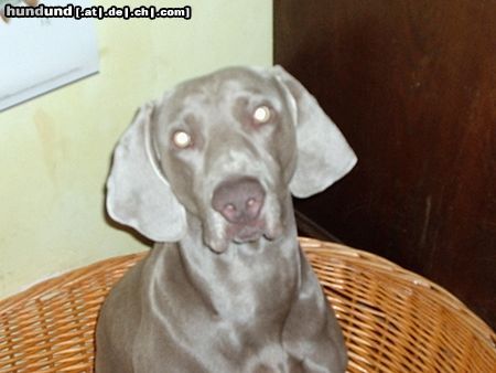 Weimaraner Hunde Foto 9937 Weimaraner Enzo vom Petermoor
