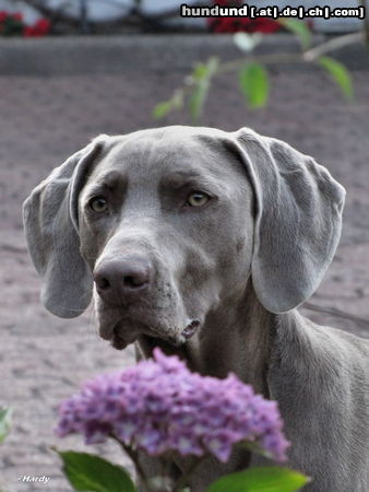 Weimaraner Weimirüde Mailo