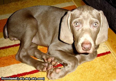 Weimaraner Hunde Foto 20792 Weimaraner Fenja 11 Wochen
