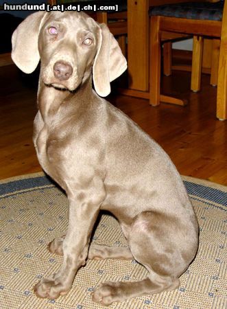 Weimaraner Hunde Foto 20793 Weimaraner Fenja 13 Wochen