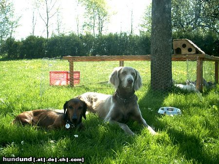 Weimaraner Hunde Foto 23270 in höherer Auflösung ansehen Weimaraner Weimaraner Namens Laika mit Ihrem Partner Fridolin