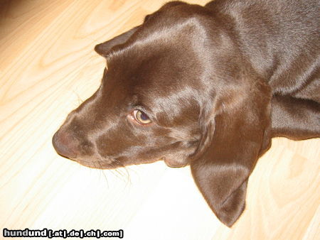 Weimaraner Hunde Foto 24953 in höherer Auflösung ansehen Weimaraner Eigentlich ist Jack (11 Wochen) ein Münsterländer-Weimaraner Mix und dürfte hier wohl gar nicht rein :o)...