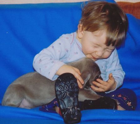 Weimaraner Hunde Foto 29438 Weimaraner Julia mit Welpen