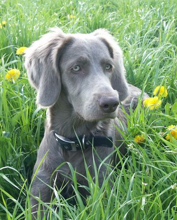 Weimaraner Luna 7 Monate