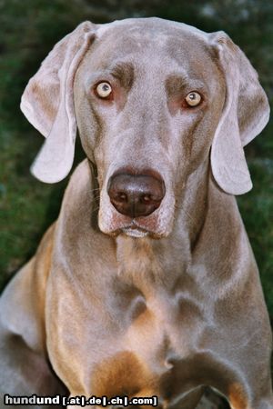 Weimaraner Hunde Foto 23725 Weimaraner Mein Weimi NANDU