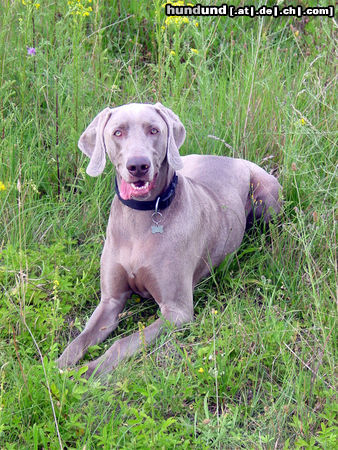 Weimaraner Hunde Foto 25027 Weimaraner Schon wieder Nandu, Ihr merkt, ich bin sein größter Fan :o)
