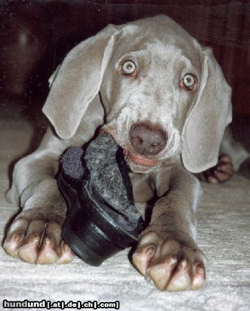 Weimaraner Hunde Foto 24543 Weimaraner Nandu mit ca. 16 Wochen und Hausschuh :o)