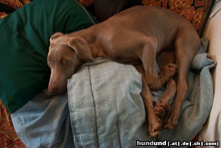 Weimaraner Hunde Foto 3057 Weimaraner sleepy hank