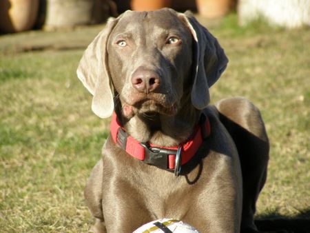 Weimaraner Max (ehemals Lance vom Broicher Hof)