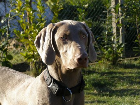 Weimaraner Jule (ehemals Laura vom Broicher Hof)