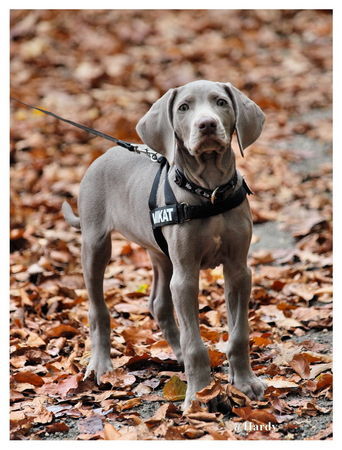 Weimaraner Mailo mit 12 Wochen!