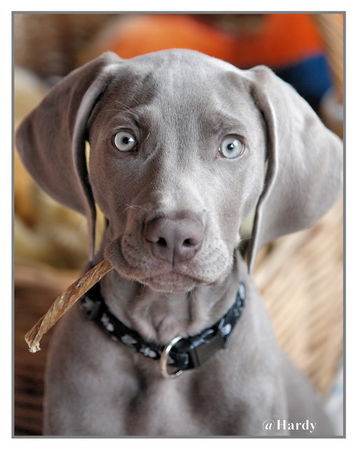 Weimaraner Hunde Foto 43494 in höherer Auflösung ansehen Weimaraner Mailo mit 12 Wochen!
