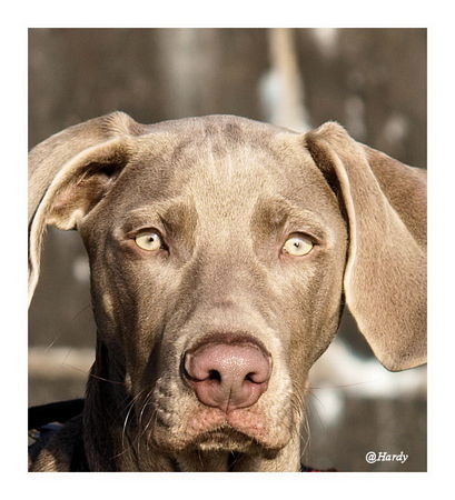 Weimaraner Unser Weimaraner 