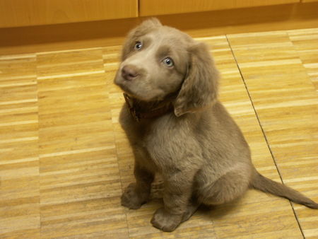 Weimaraner Hunde Foto 41895 in höherer Auflösung ansehen Weimaraner Luna 3 Monate
