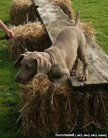 Weimaraner Hunde Foto 22219 in höherer Auflösung ansehen Weimaraner Dela in der Hundeschule