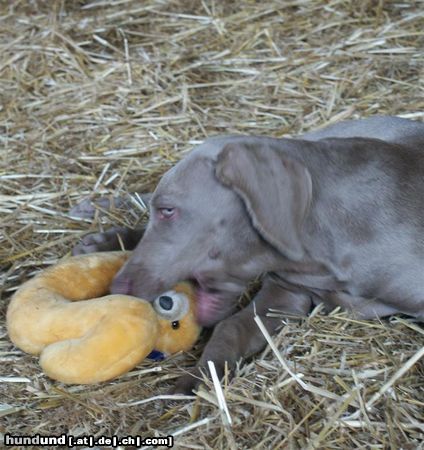 Weimaraner Hunde Foto 22220 in höherer Auflösung ansehen Weimaraner Dela mit Kuscheltier