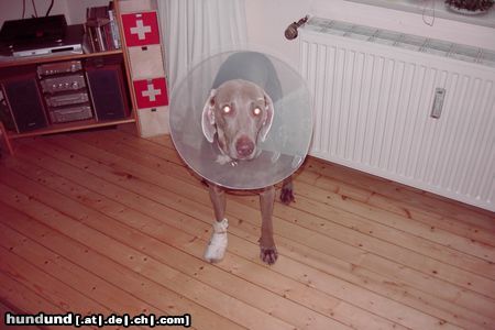 Weimaraner Hunde Foto 16073 in höherer Auflösung ansehen Weimaraner Halloween Weimaraner