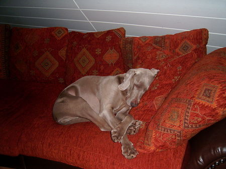 Weimaraner Nandu beim heimlichen Schlaf auf der verbotenen Couch!