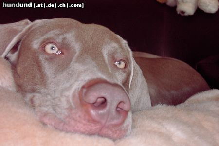 Weimaraner Hunde Foto 16072 in höherer Auflösung ansehen Weimaraner Ich fühle mich auch als nicht Jagdhund sehr wohl