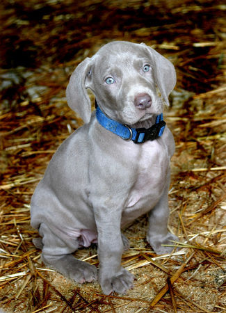 Weimaraner Hunde Foto 31162 in höherer Auflösung ansehen Weimaraner PARIS in WIEN