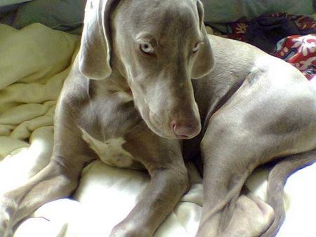 Weimaraner Hunde Foto 28426 in höherer Auflösung ansehen Weimaraner MEIN PRINCY