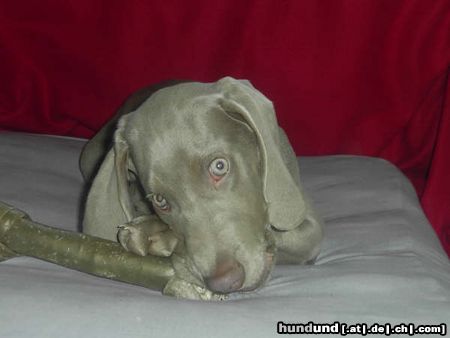 Weimaraner Hunde Foto 20503 in höherer Auflösung ansehen Weimaraner Der kleine Prince
