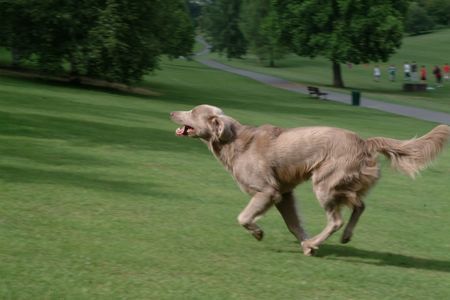 Weimaraner Ch. ARKO vd Vilsaue (langhaar)