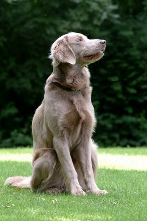 Weimaraner Ch. ARKO vd Vilsaue (Langhaar)