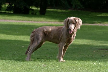 Weimaraner VICKY du Domaine de Guiaud (Langhaar)