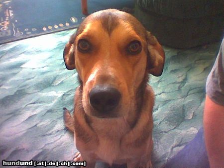 Weimaraner Hunde Foto 14431 Weimaraner Das ist Shila! Sie ist ein ganz hübscher Weimaraner-Mix (Cocker ist noch drin), 3 Jahre alt, super lieb (natürlich mit ziemlichen Jagdinstinkt) und sie ist die allerbeste Freundin unserer Tochter Marleen (10 Monate)!